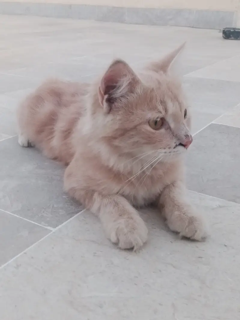 Persian cat for sale argent — photo 2