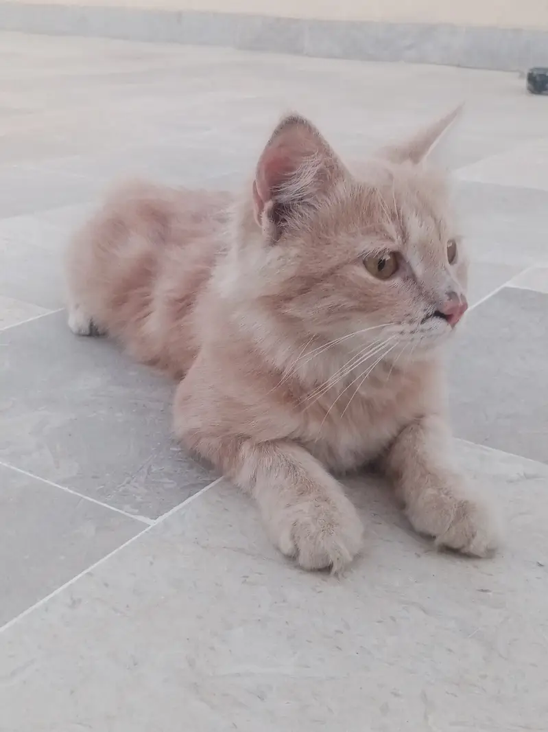 Persian cat for sale argent — photo 3