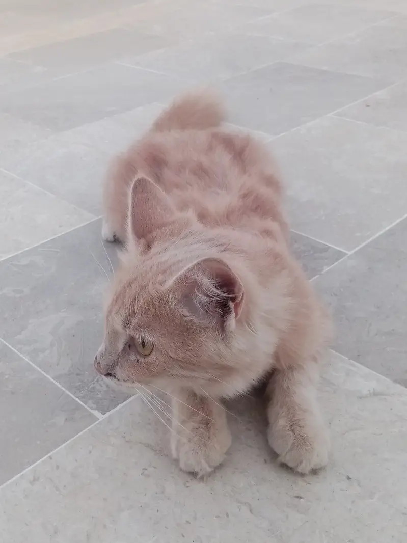 Persian cat for sale argent — photo 4