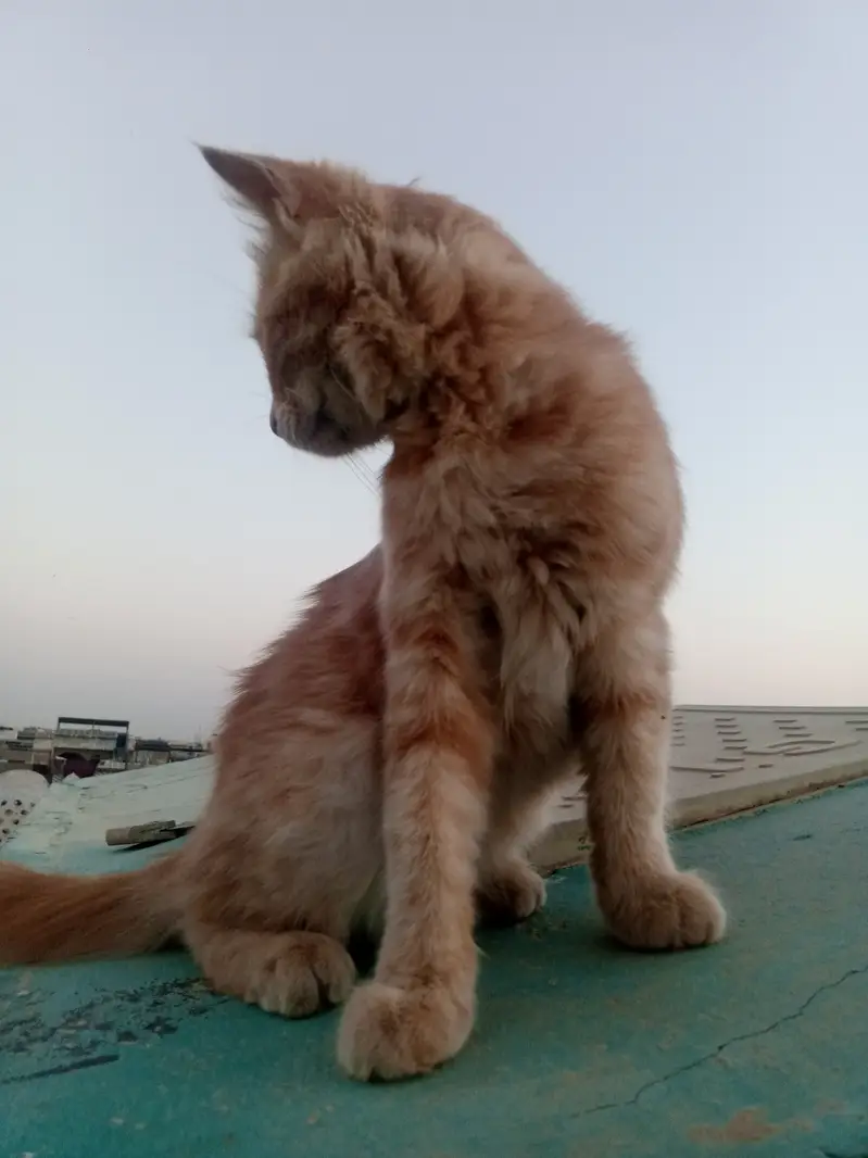 Persian cat for sale argent — photo 5