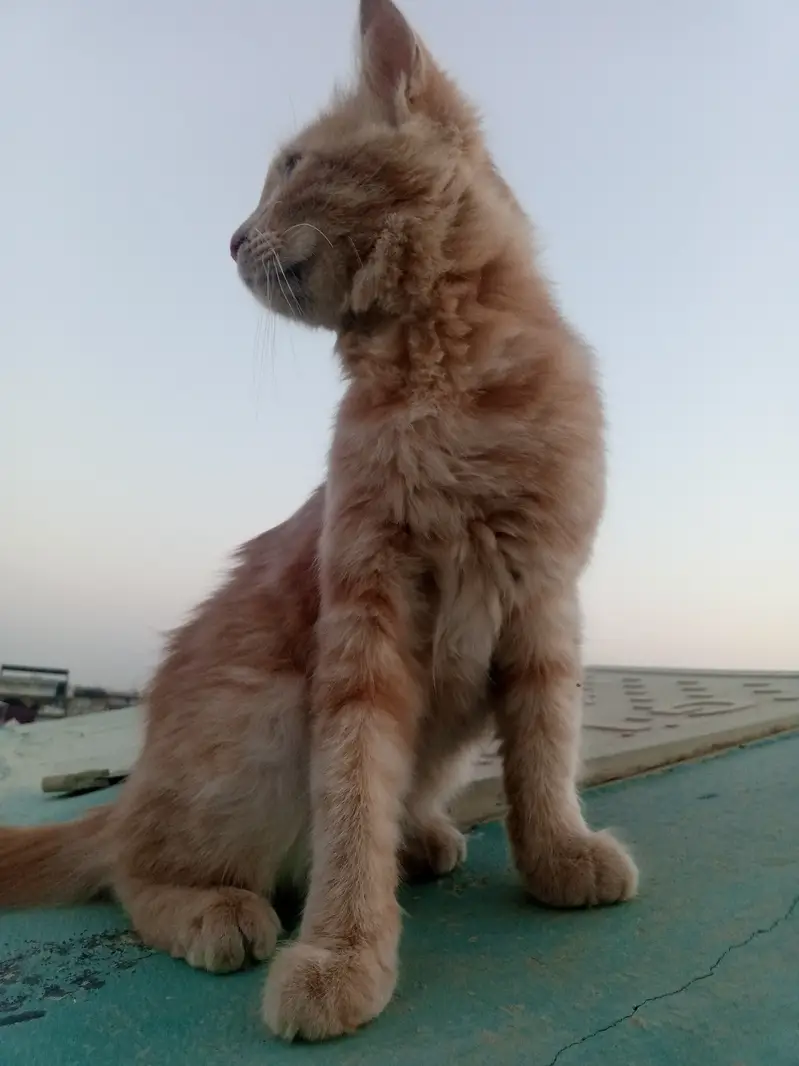Persian cat for sale argent — photo 6
