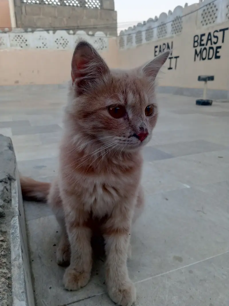 Persian cat for sale argent — photo 7