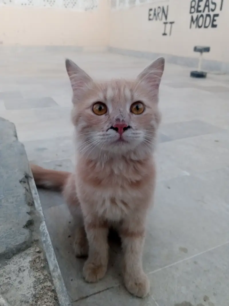 Persian cat for sale argent — photo 8