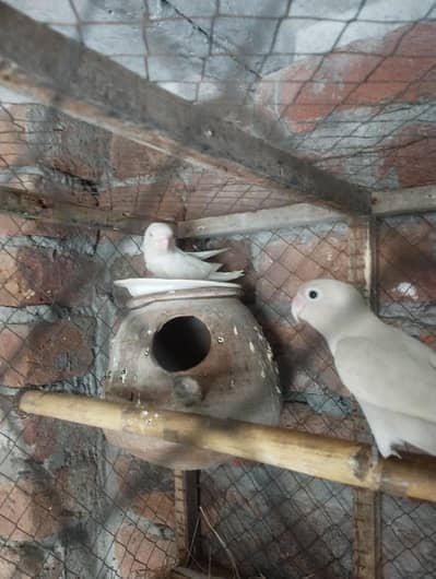 love bird and java fish