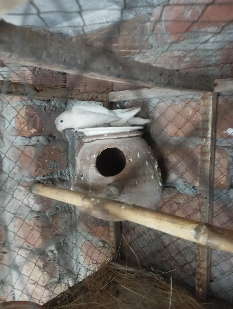 love bird and java fish — photo 3