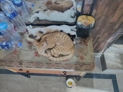 Cat for adoption