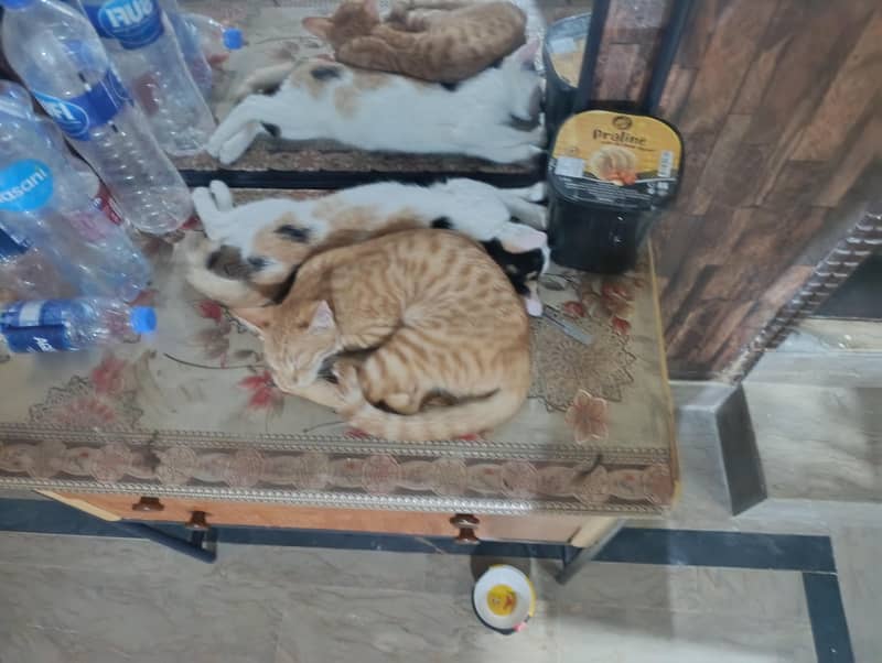 Cat for adoption 0