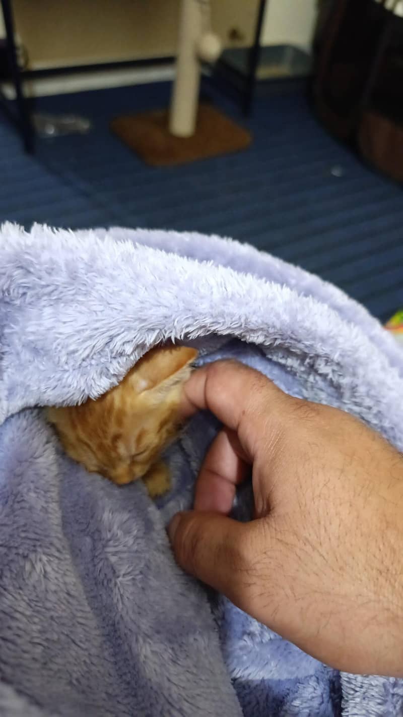 Cat for adoption 1