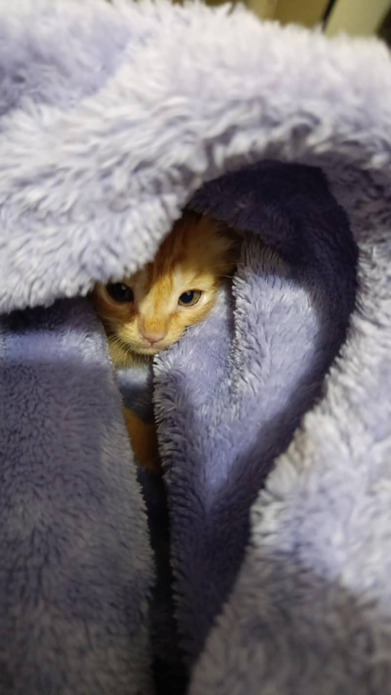 Cat for adoption 2