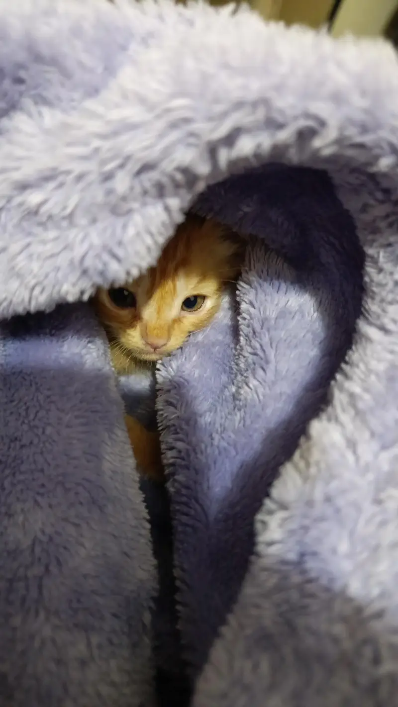 Cat for adoption — photo 3