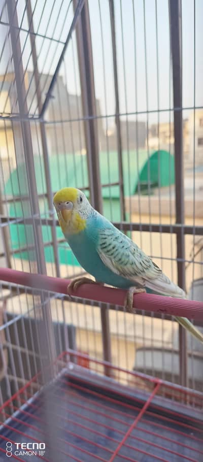 BEAUTIFUL COLOUR MUTATION BUDGIE PAIR WITH BRAND NEW CAGE