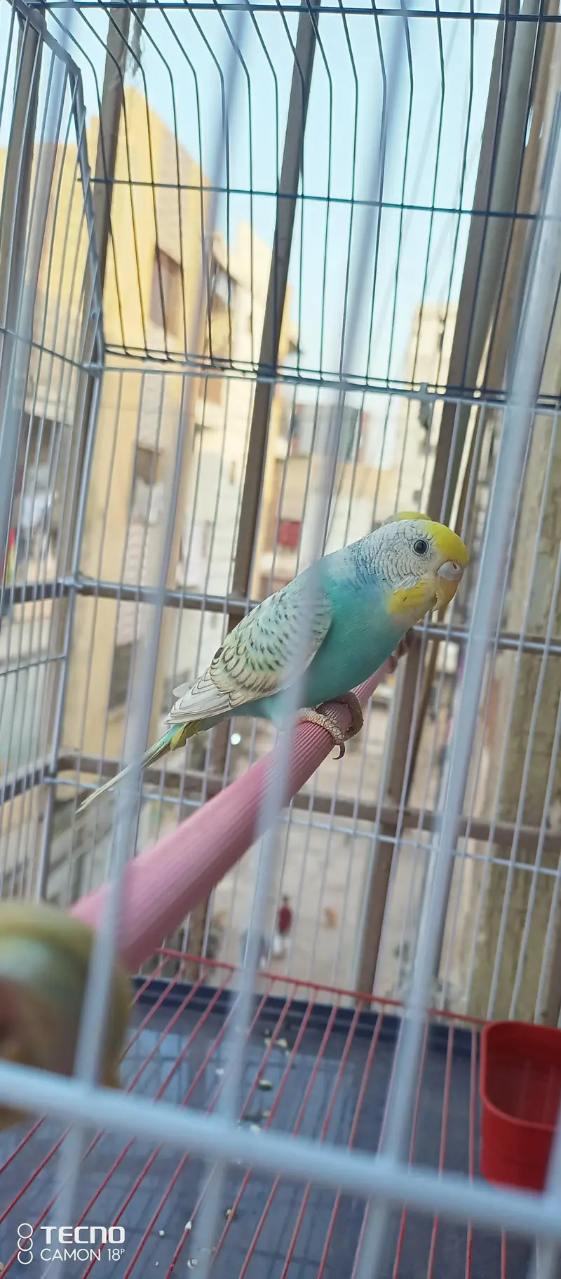 BEAUTIFUL COLOUR MUTATION BUDGIE PAIR WITH BRAND NEW CAGE — photo 2