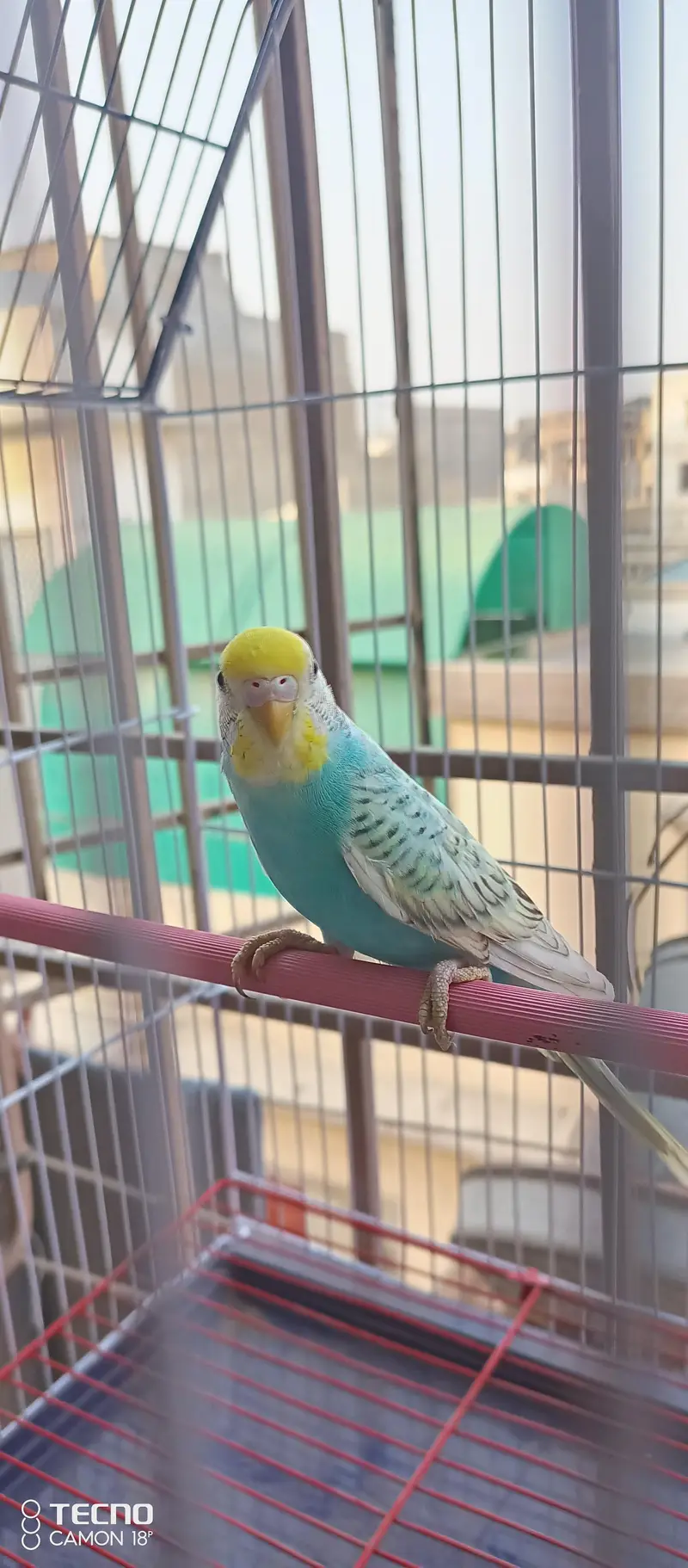 BEAUTIFUL COLOUR MUTATION BUDGIE PAIR WITH BRAND NEW CAGE — photo 3