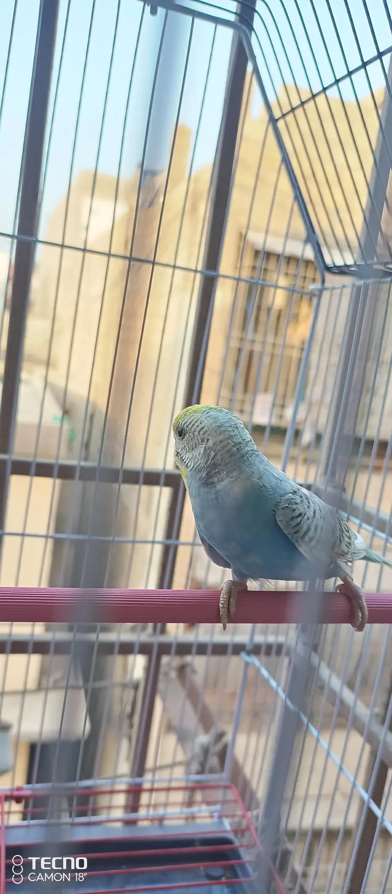 BEAUTIFUL COLOUR MUTATION BUDGIE PAIR WITH BRAND NEW CAGE — photo 4