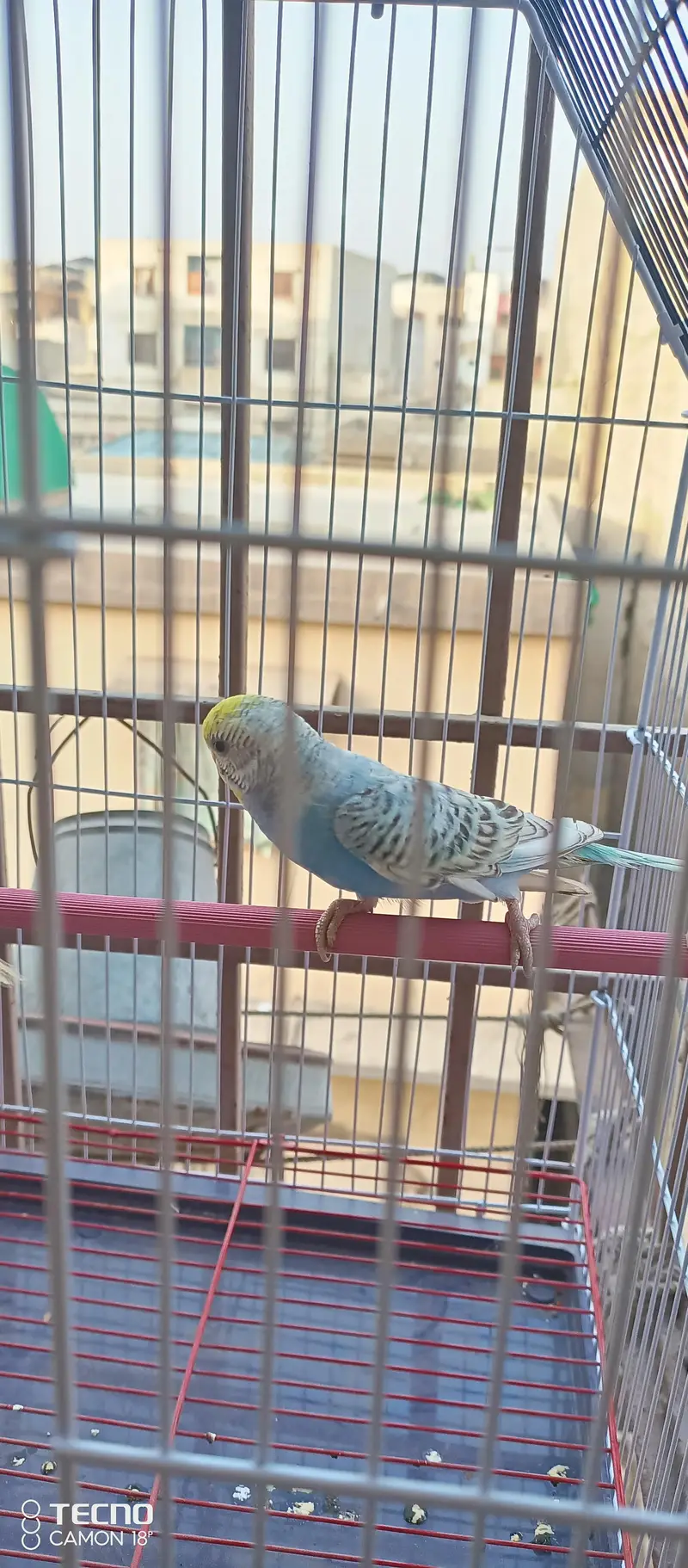 BEAUTIFUL COLOUR MUTATION BUDGIE PAIR WITH BRAND NEW CAGE — photo 5