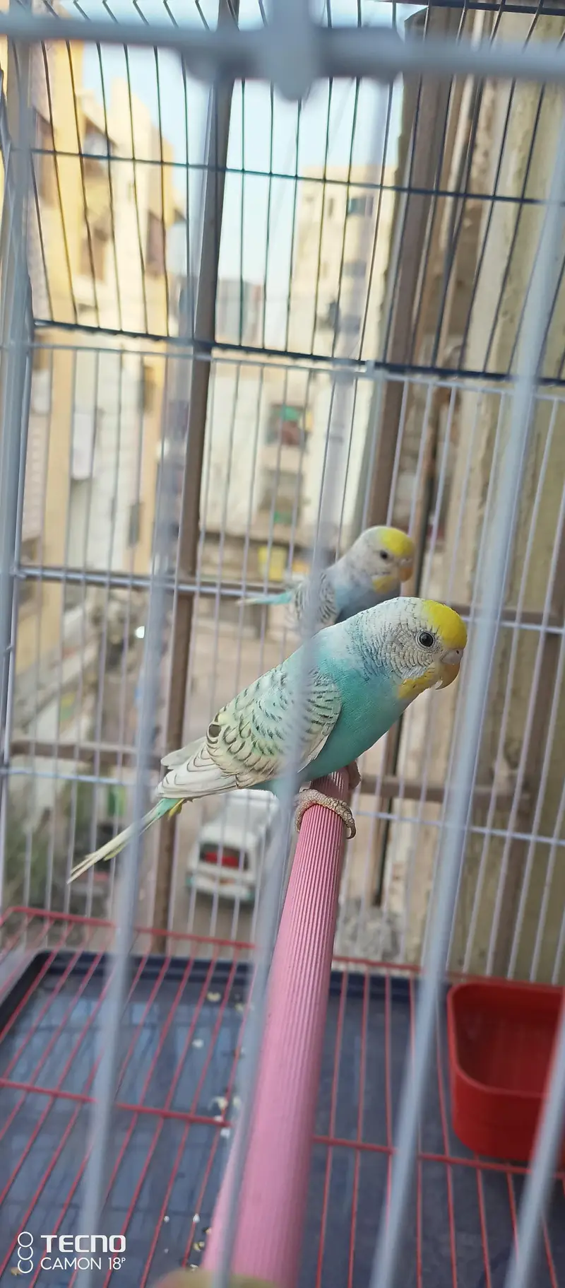 BEAUTIFUL COLOUR MUTATION BUDGIE PAIR WITH BRAND NEW CAGE — photo 6
