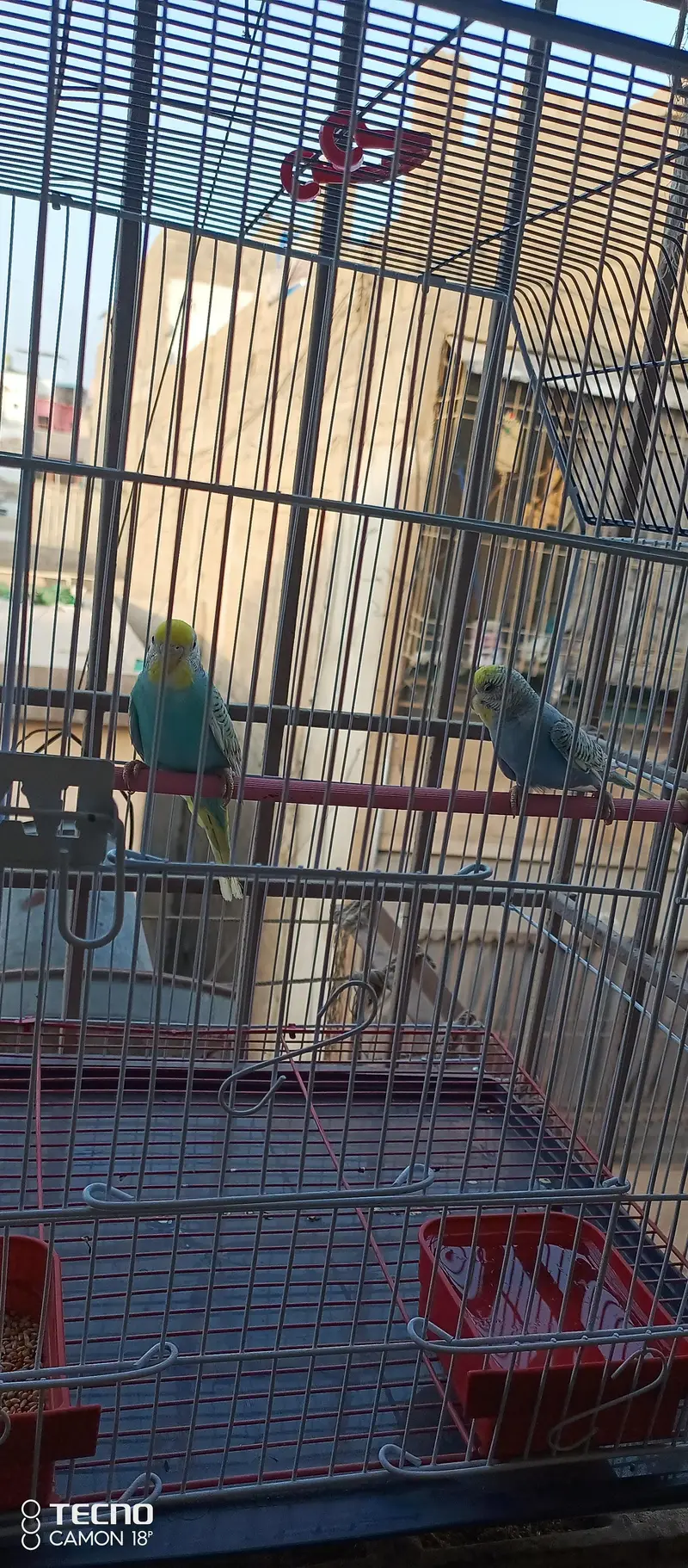 BEAUTIFUL COLOUR MUTATION BUDGIE PAIR WITH BRAND NEW CAGE — photo 7