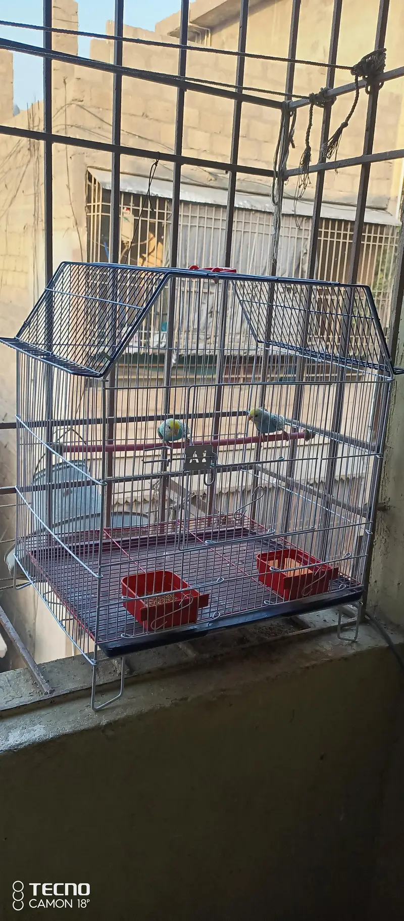 BEAUTIFUL COLOUR MUTATION BUDGIE PAIR WITH BRAND NEW CAGE — photo 8