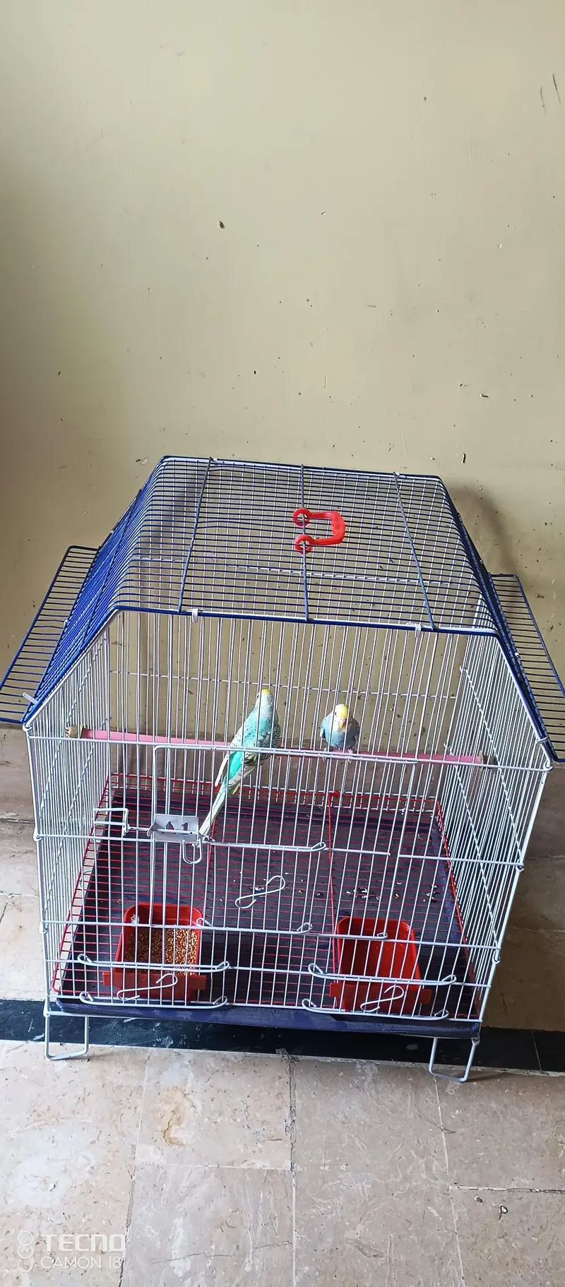 BEAUTIFUL COLOUR MUTATION BUDGIE PAIR WITH BRAND NEW CAGE — photo 9