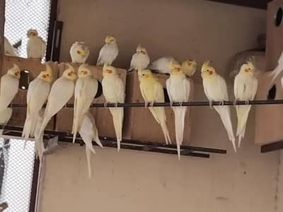 Cream Cocktail Complete Colony for sale