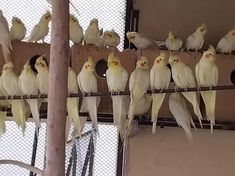 Cream Cocktail Complete Colony for sale — photo 9