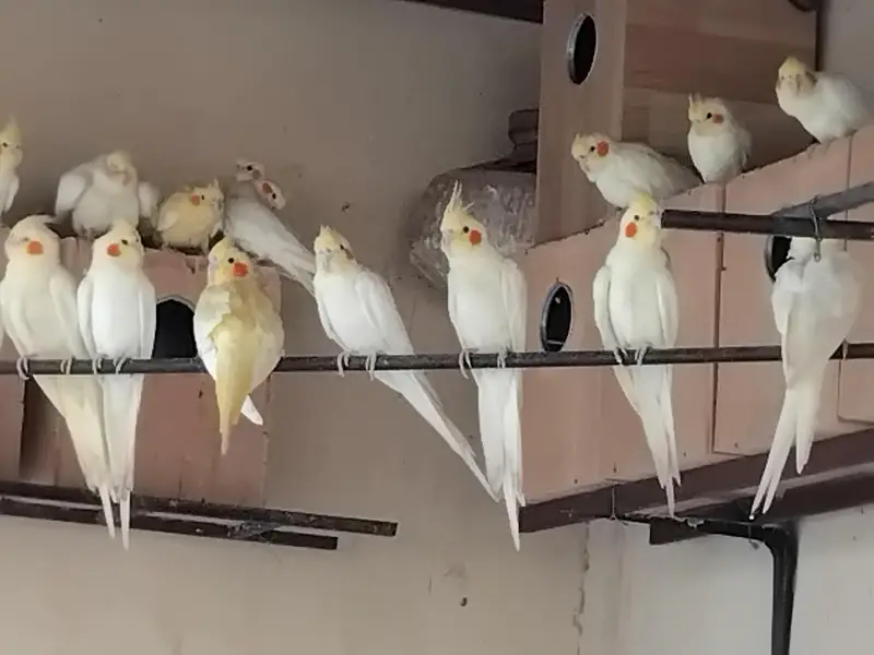 Cream Cocktail Complete Colony for sale — photo 10