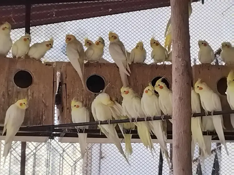 Cream Cocktail Complete Colony for sale — photo 11