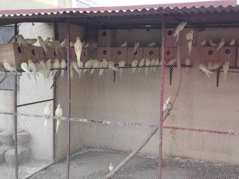 Cream Cocktail Complete Colony for sale — photo 12