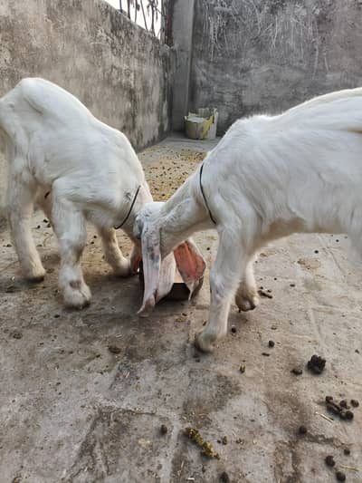 Goat for Sale with 2 Newborn Kids | 6 Teeth | Healthy Female Bakri
