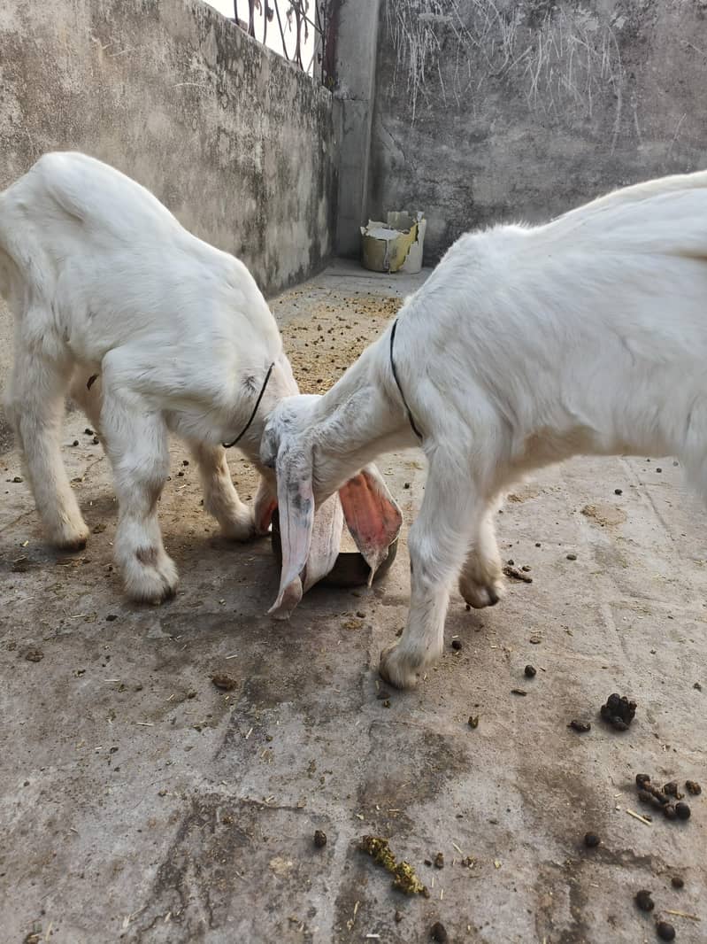 Goat for Sale with 2 Newborn Kids | 6 Teeth | Healthy Female Bakri ...