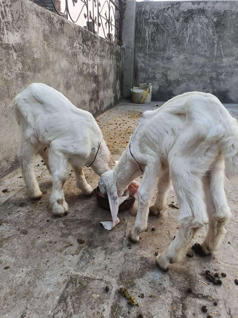 Goat for Sale with 2 Newborn Kids | 6 Teeth | Healthy Female Bakri ...
