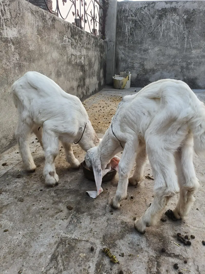 Goat for Sale with 2 Newborn Kids | 6 Teeth | Healthy Female Bakri — photo 2