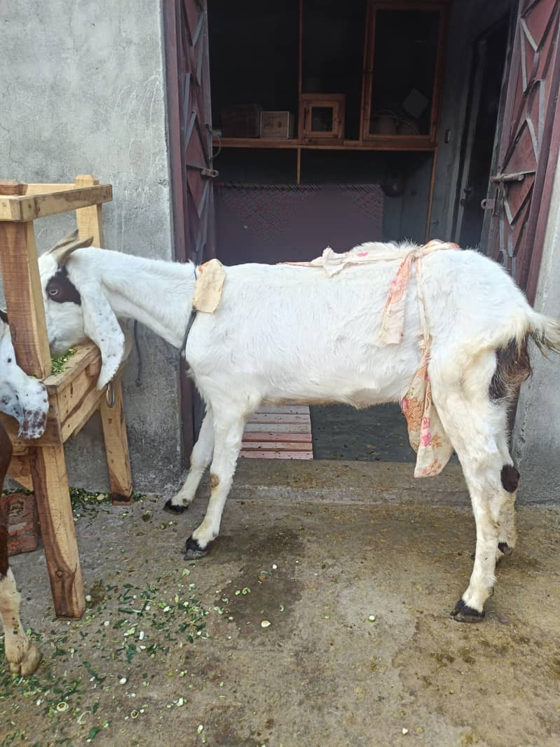 Goat for Sale with 2 Newborn Kids | 6 Teeth | Healthy Female Bakri ...