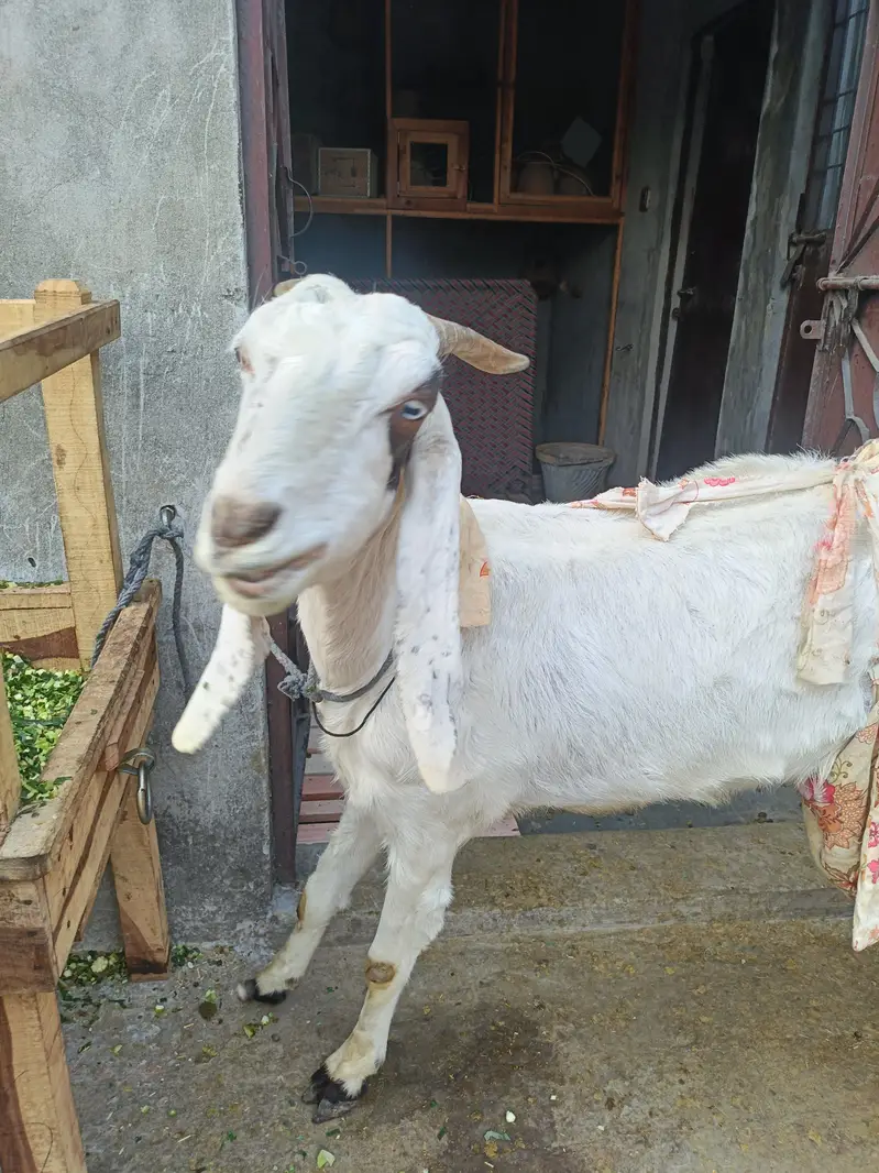 Goat for Sale with 2 Newborn Kids | 6 Teeth | Healthy Female Bakri — photo 4