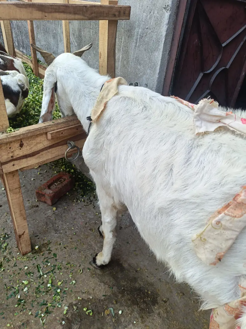 Goat for Sale with 2 Newborn Kids | 6 Teeth | Healthy Female Bakri — photo 5