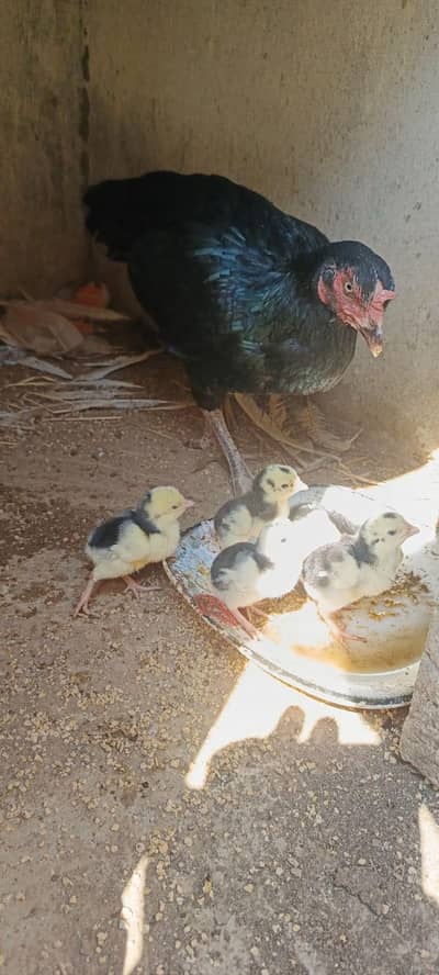 Black Murghi 5 Chicks Ke Sath For Sale