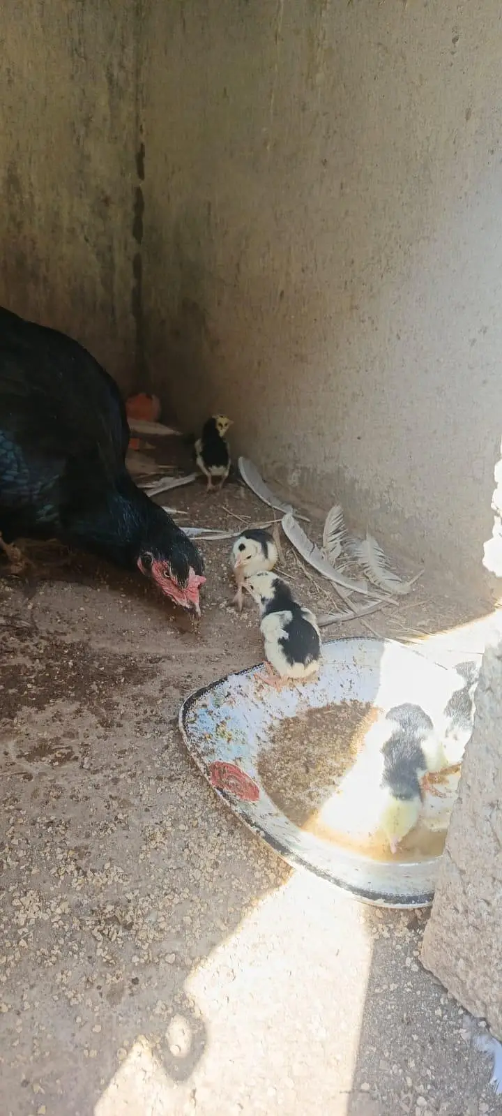 Black Murghi 5 Chicks Ke Sath For Sale — photo 2