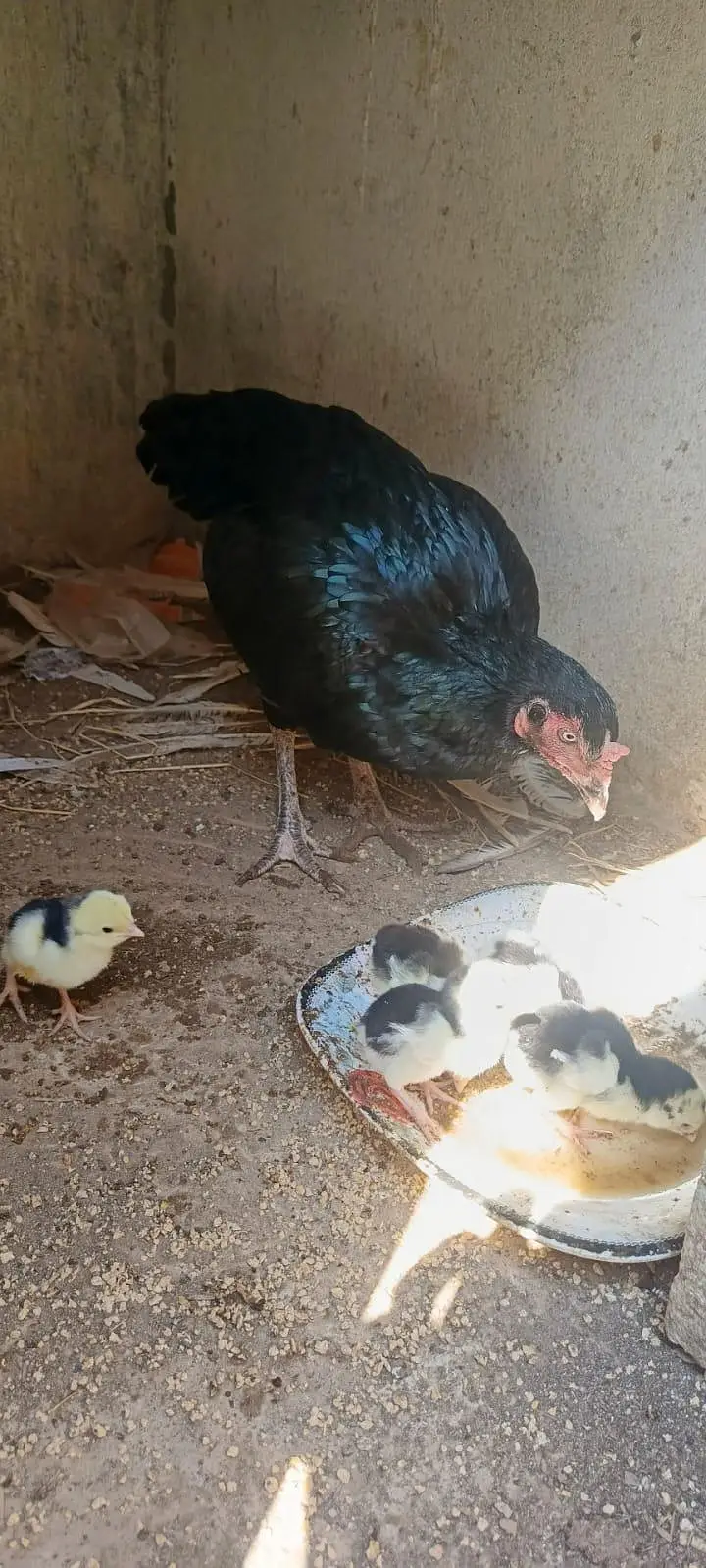 Black Murghi 5 Chicks Ke Sath For Sale — photo 3