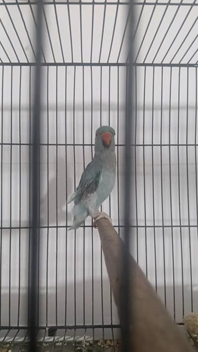 Blue Bird