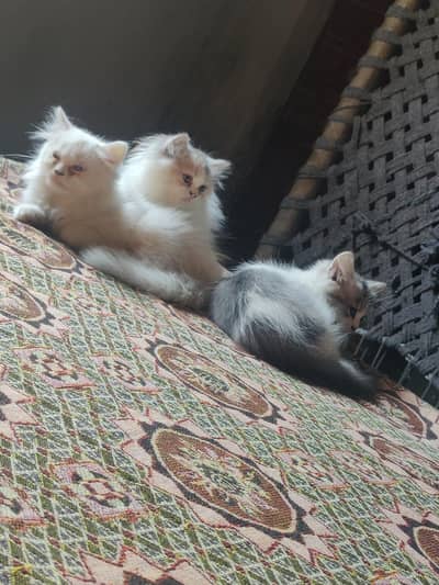 Persian kittens