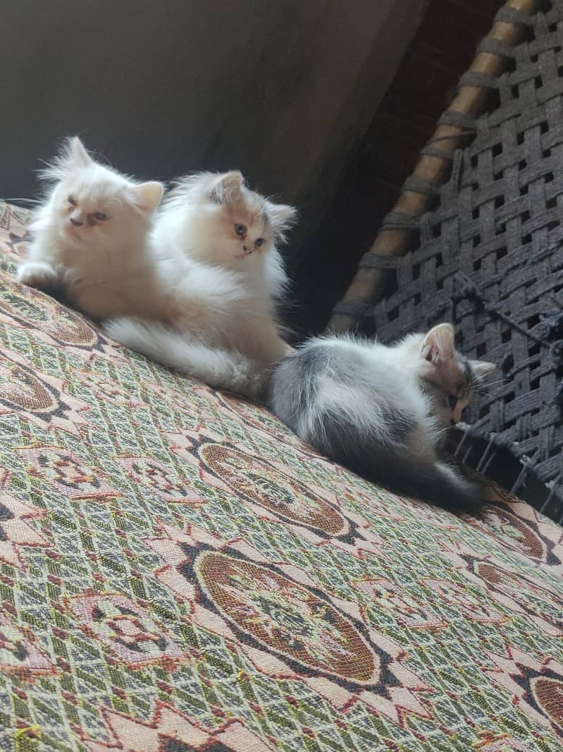 Persian kittens 0