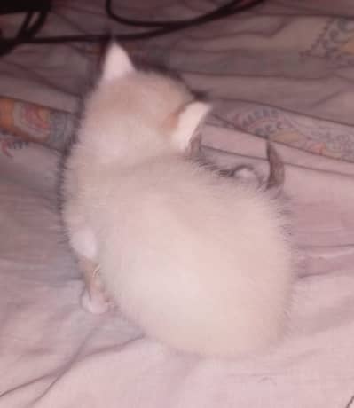 Persian cat