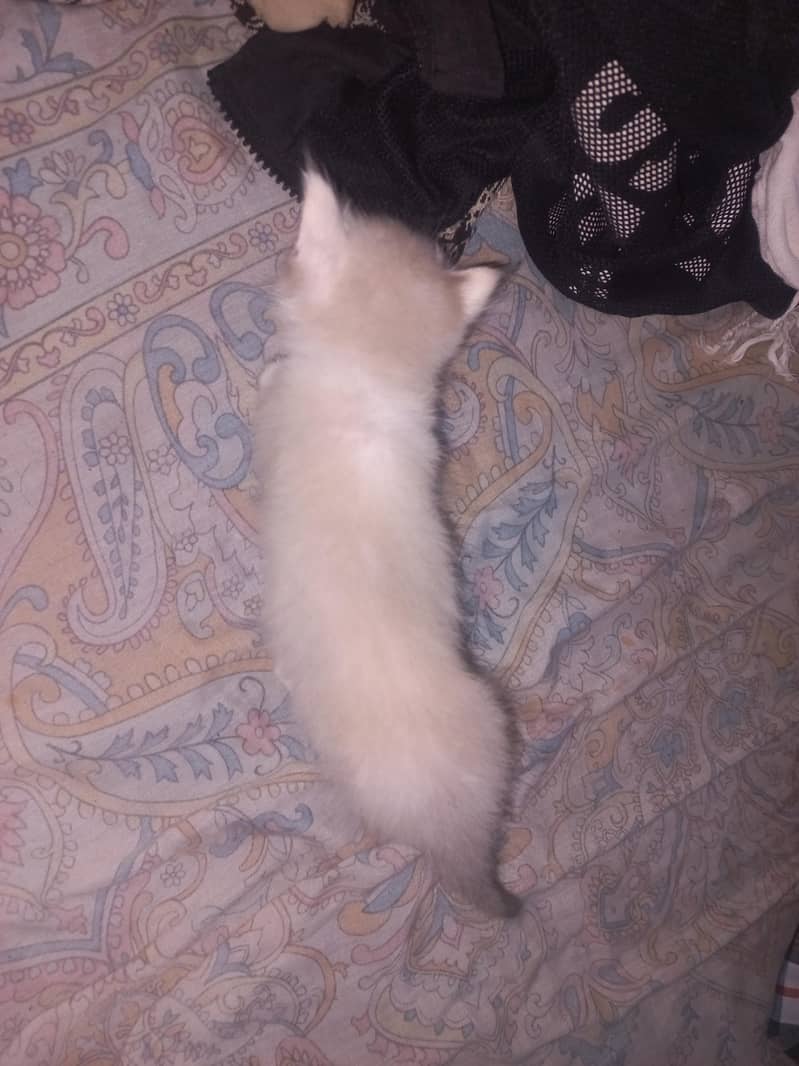 Persian cat 1