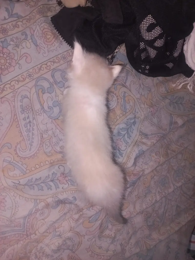 Persian cat — photo 2