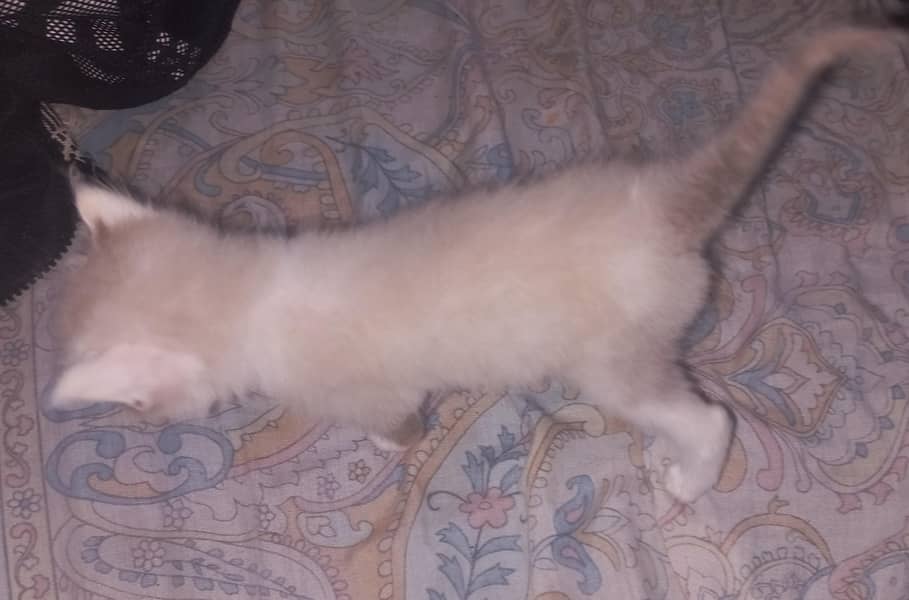 Persian cat 2