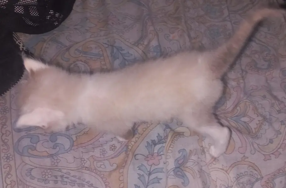 Persian cat — photo 3