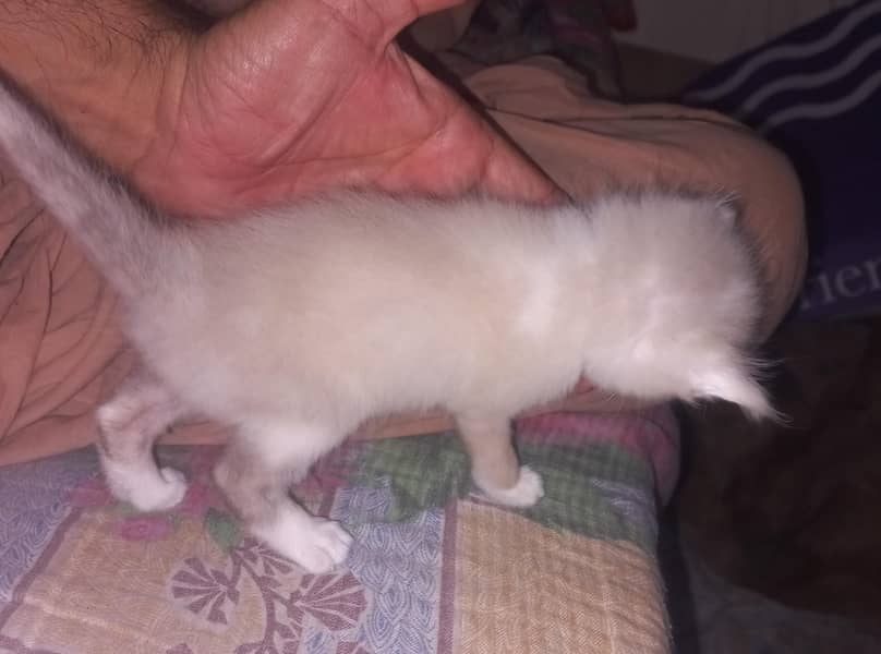 Persian cat 3