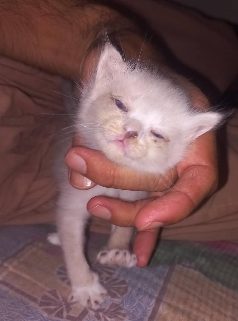Persian cat 4