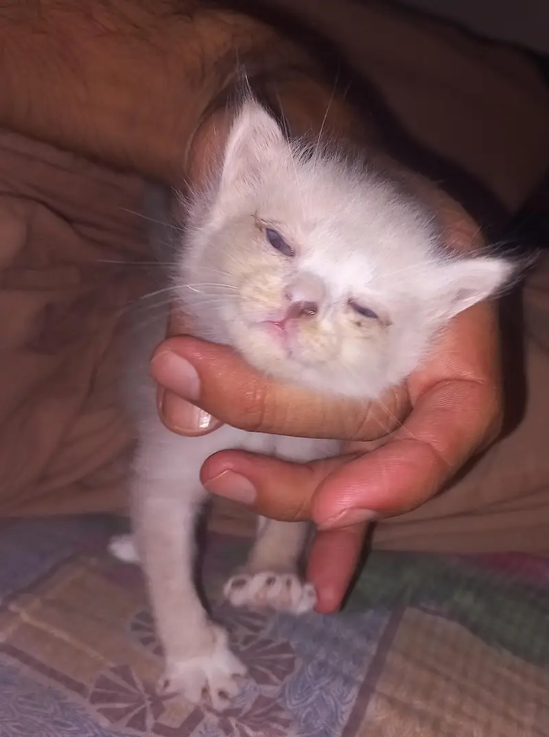 Persian cat — photo 5
