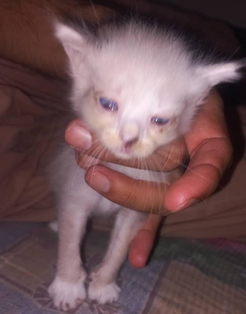 Persian cat 5